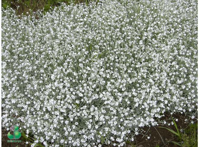 Cerastium tomentosum